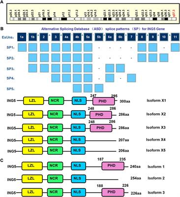 The roles of ING5 in cancer: A tumor suppressor